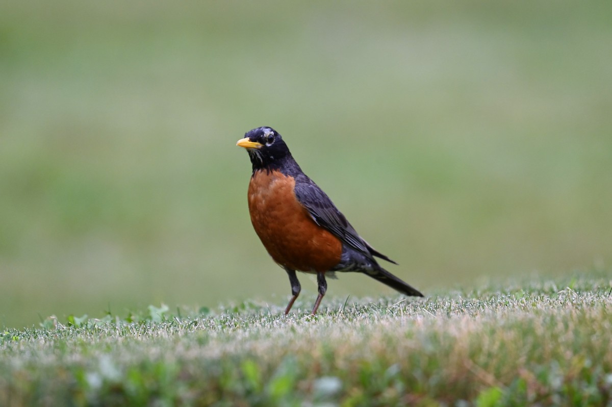 American Robin - ML638615553