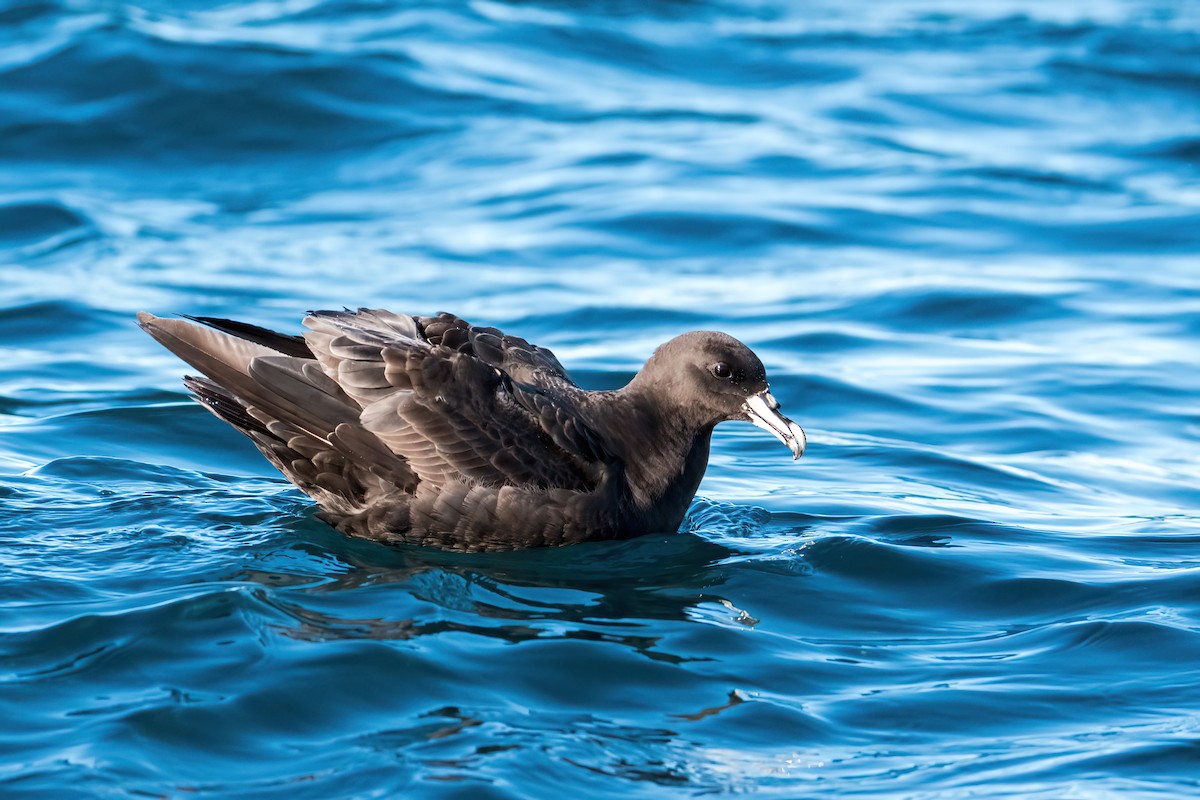 White-chinned Petrel - ML638615554