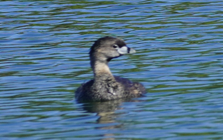 Pied-billed Grebe - ML638615562