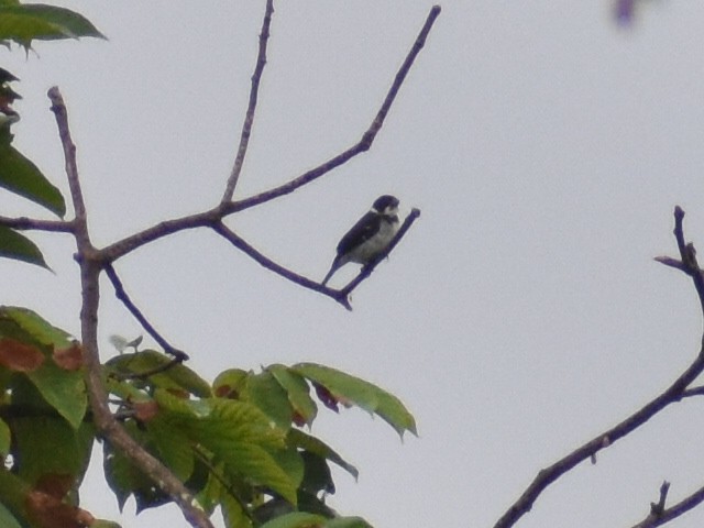 Wing-barred Seedeater - ML638615574