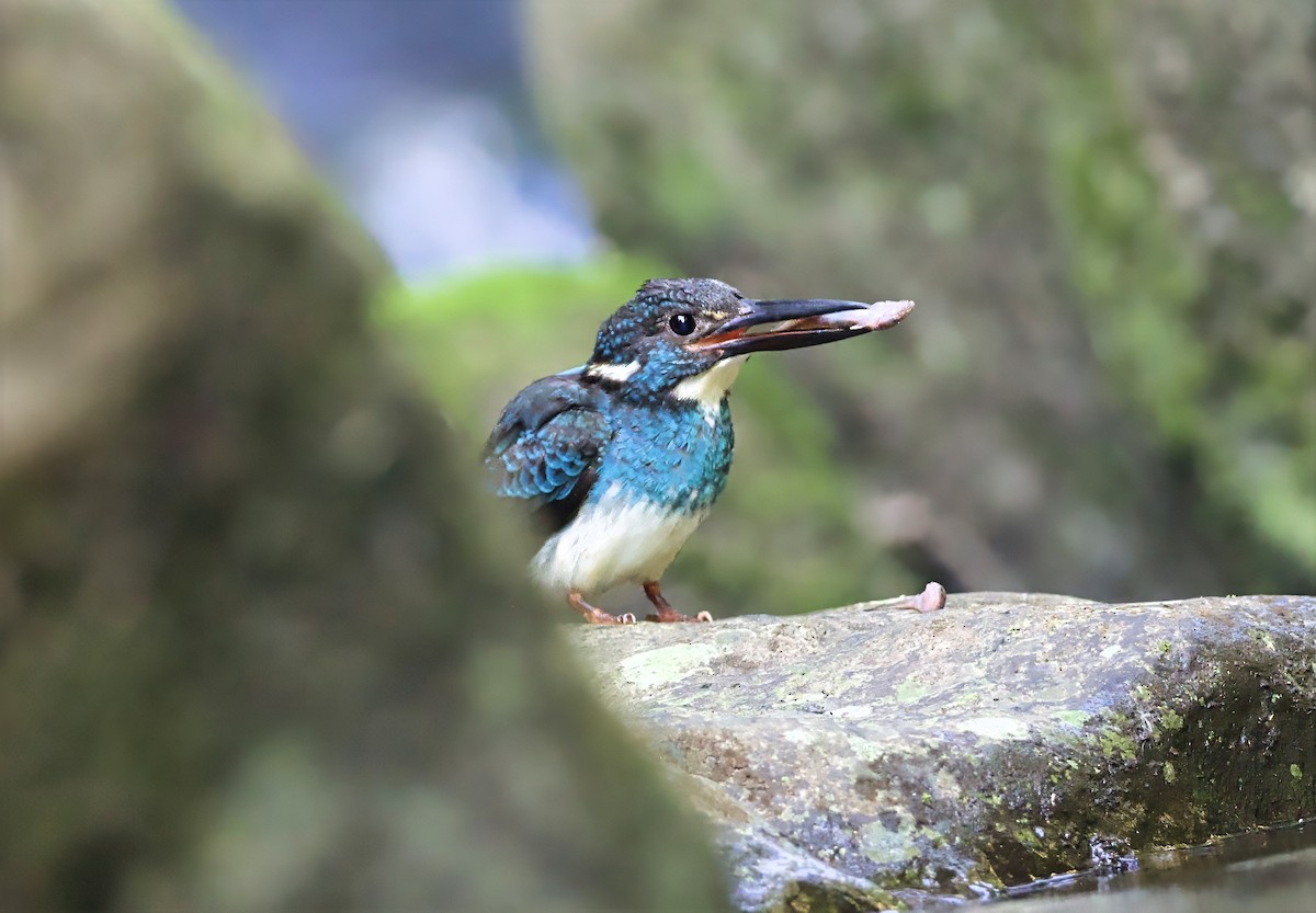 Javan Blue-banded Kingfisher - ML638615600