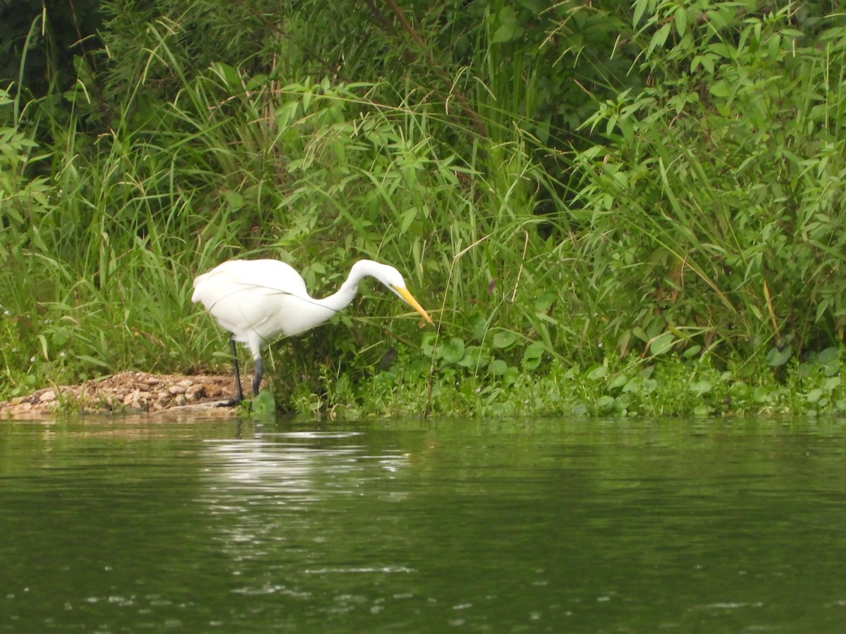 Great Egret - ML638615613