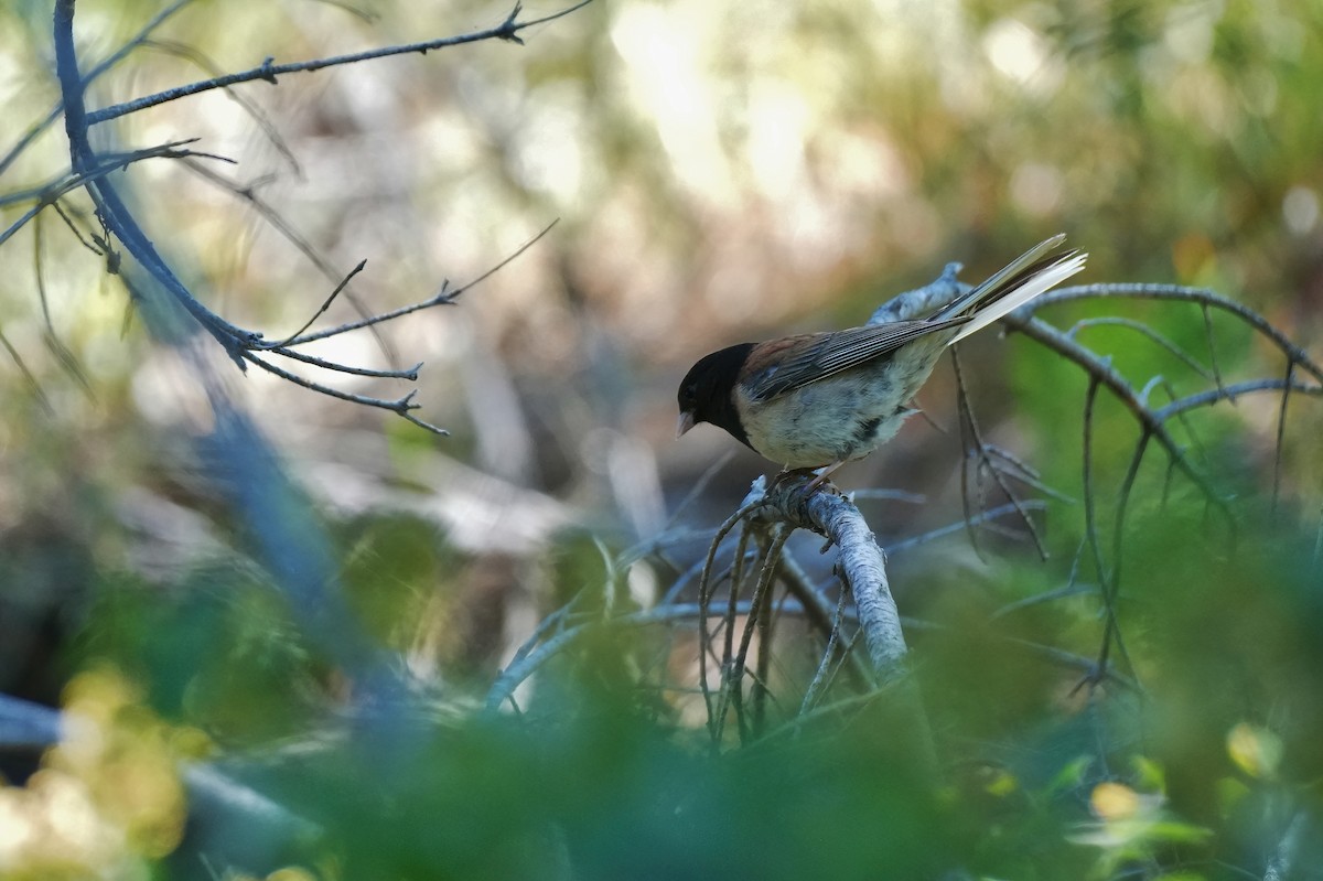 Dark-eyed Junco (Oregon) - ML638615615