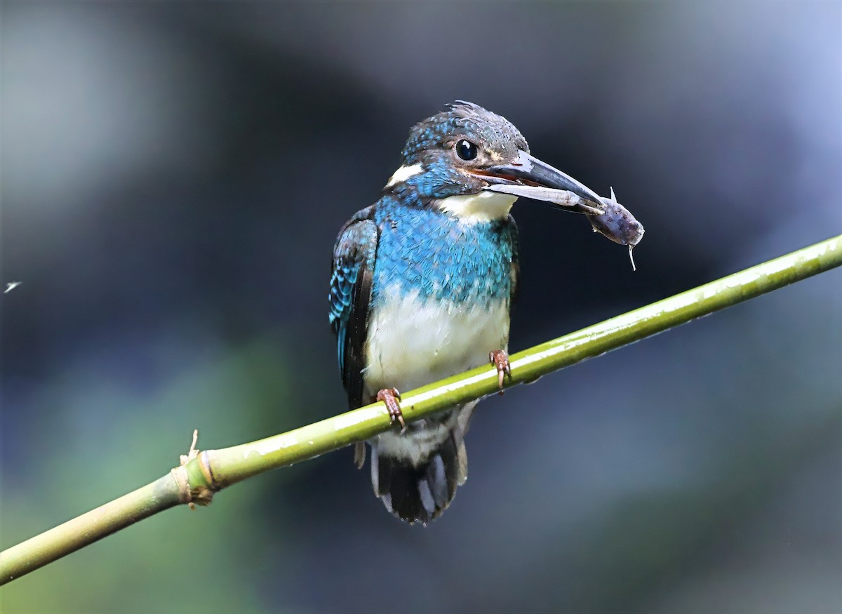 Javan Blue-banded Kingfisher - ML638615635