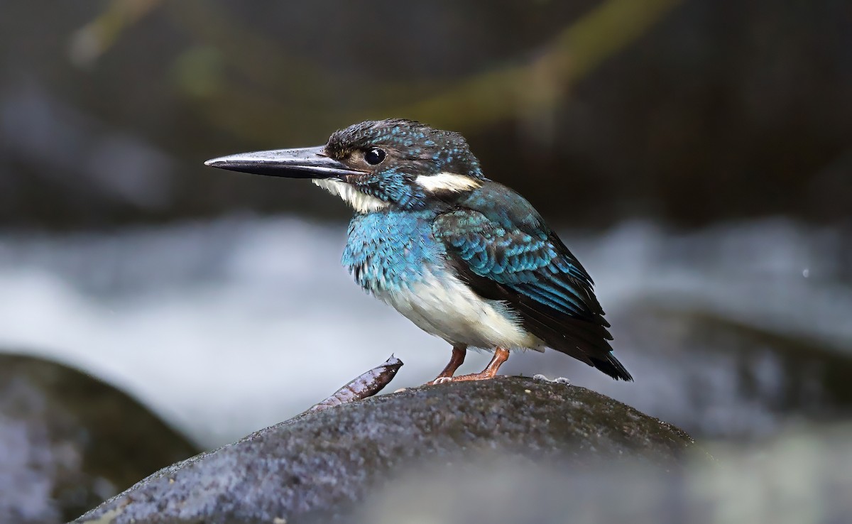 Javan Blue-banded Kingfisher - ML638615637