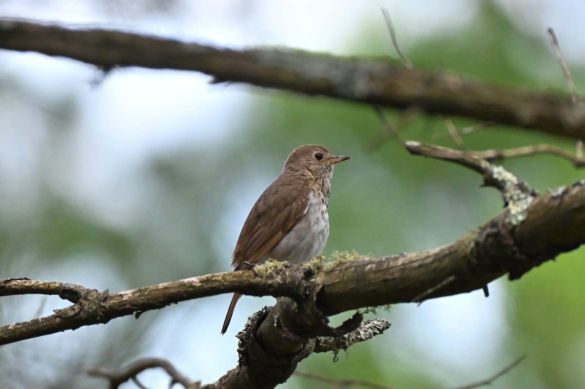 Hermit Thrush - ML638615654
