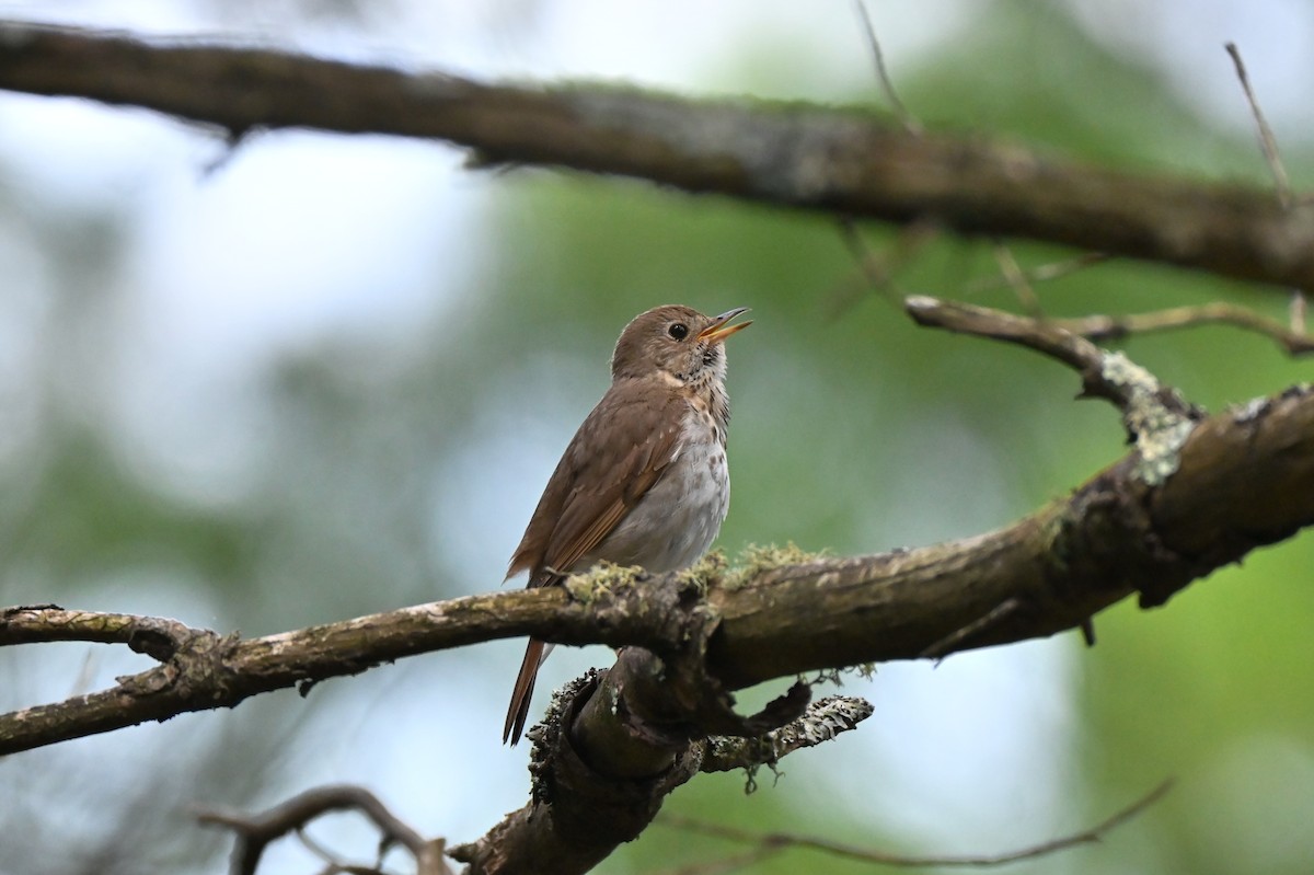 Hermit Thrush - ML638615655