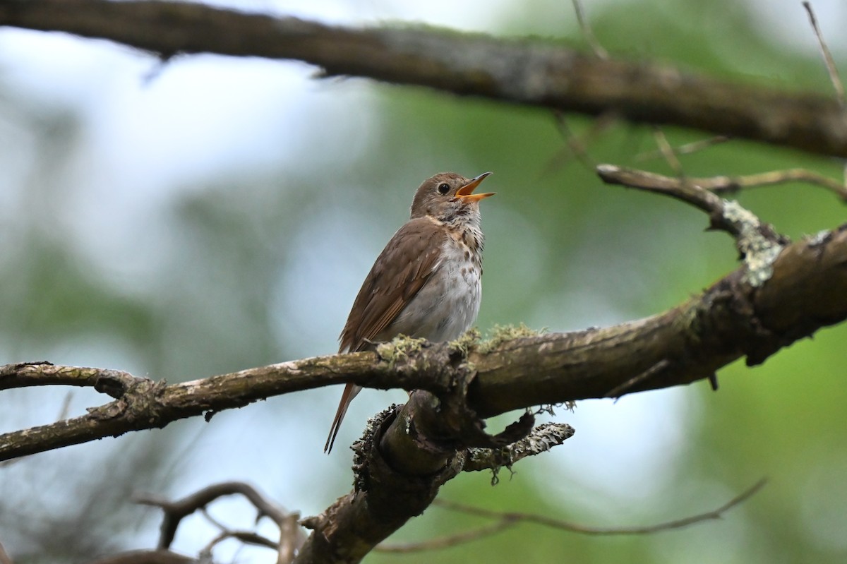 Hermit Thrush - ML638615656