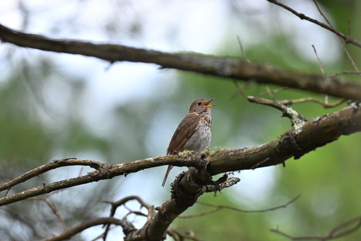 Hermit Thrush - ML638615657