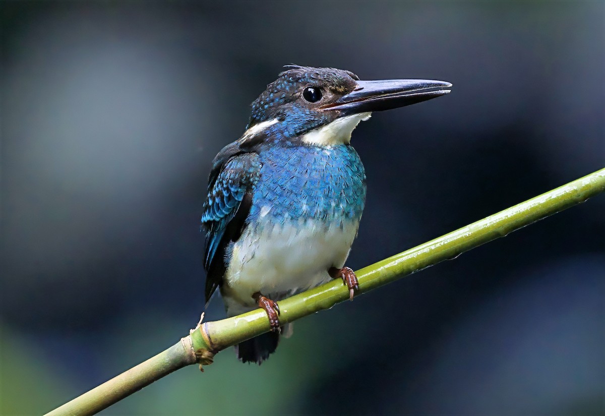 Javan Blue-banded Kingfisher - ML638615666
