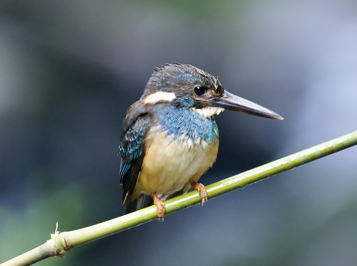 Javan Blue-banded Kingfisher - ML638615667