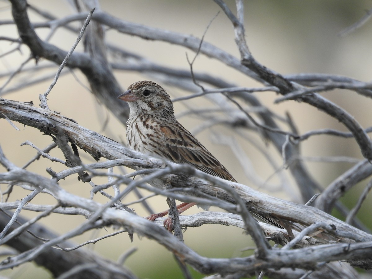 Vesper Sparrow - ML638615673