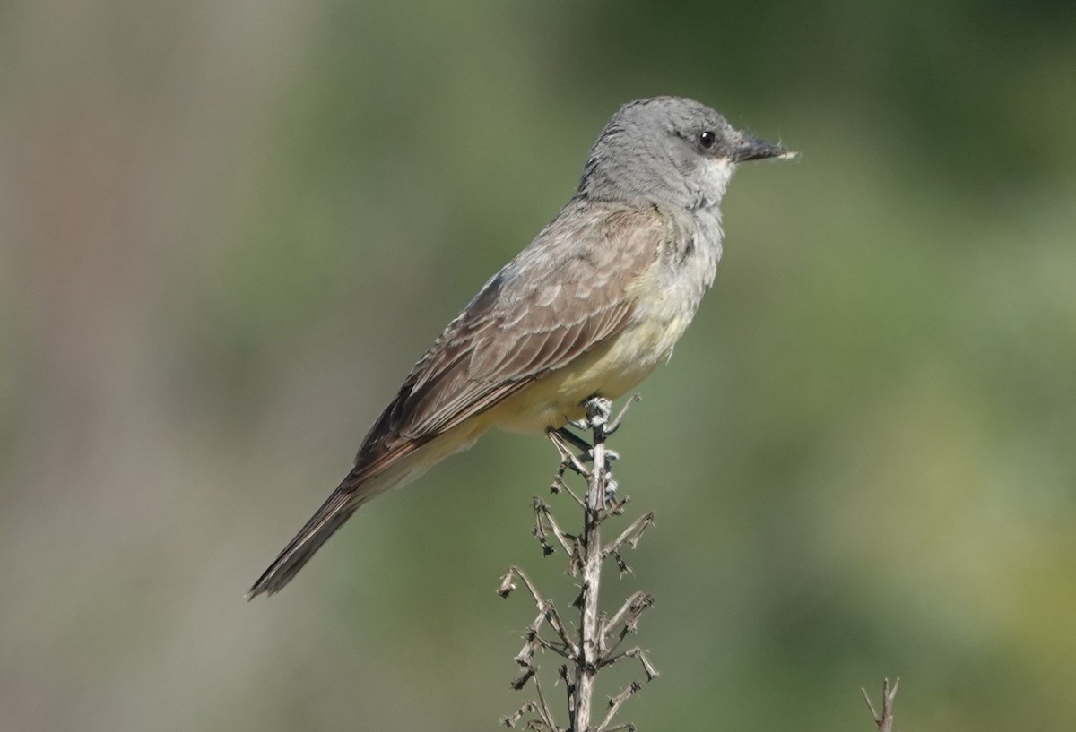 Cassin's Kingbird - ML638615676