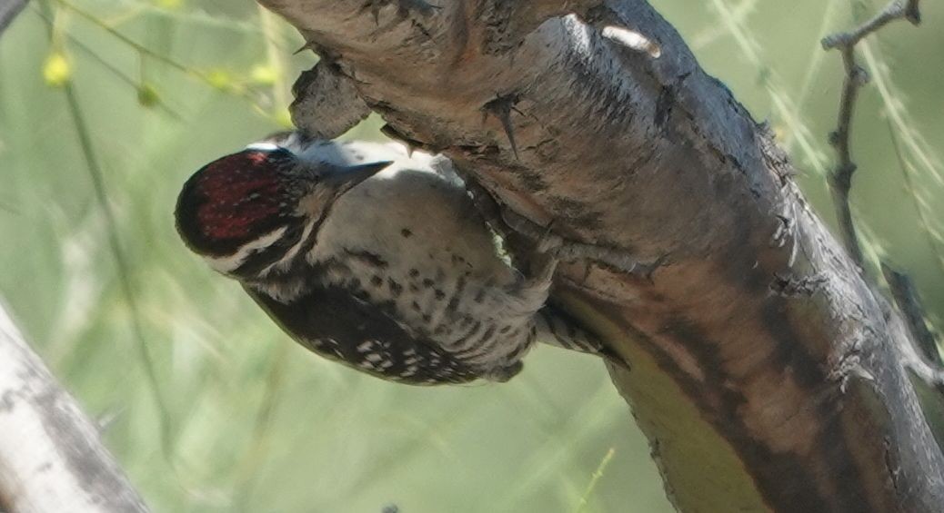 Nuttall's Woodpecker - ML638615685
