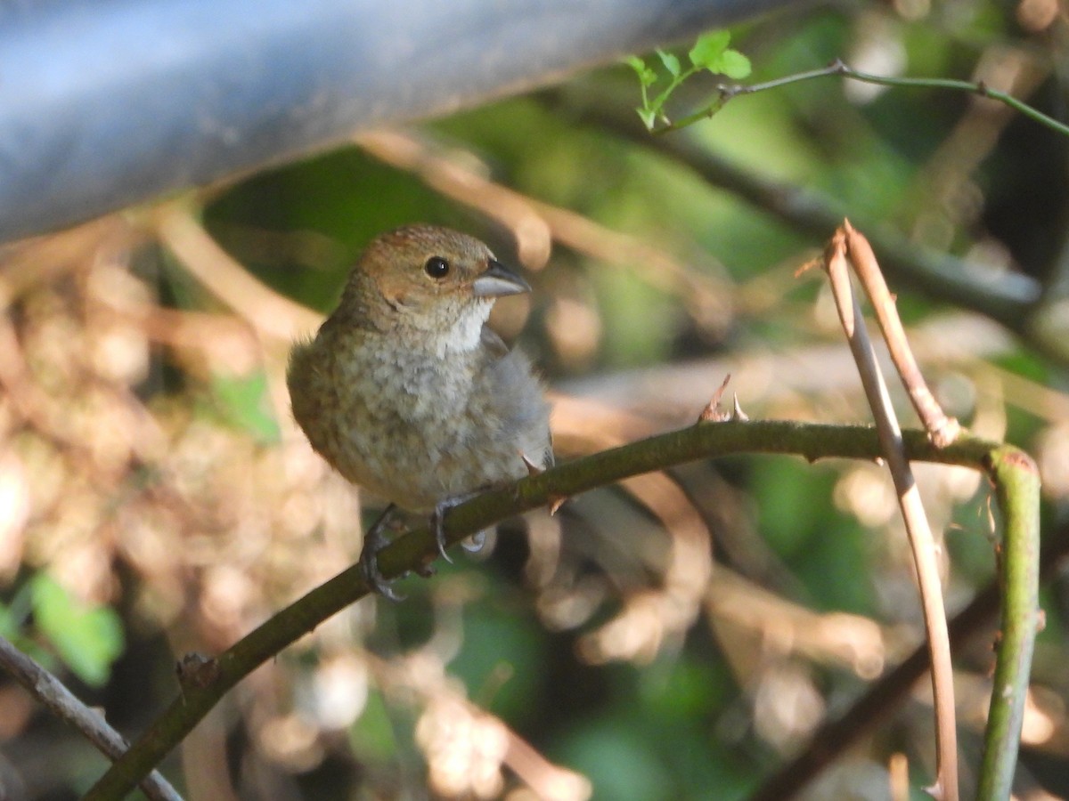 Indigo Bunting - ML638615729