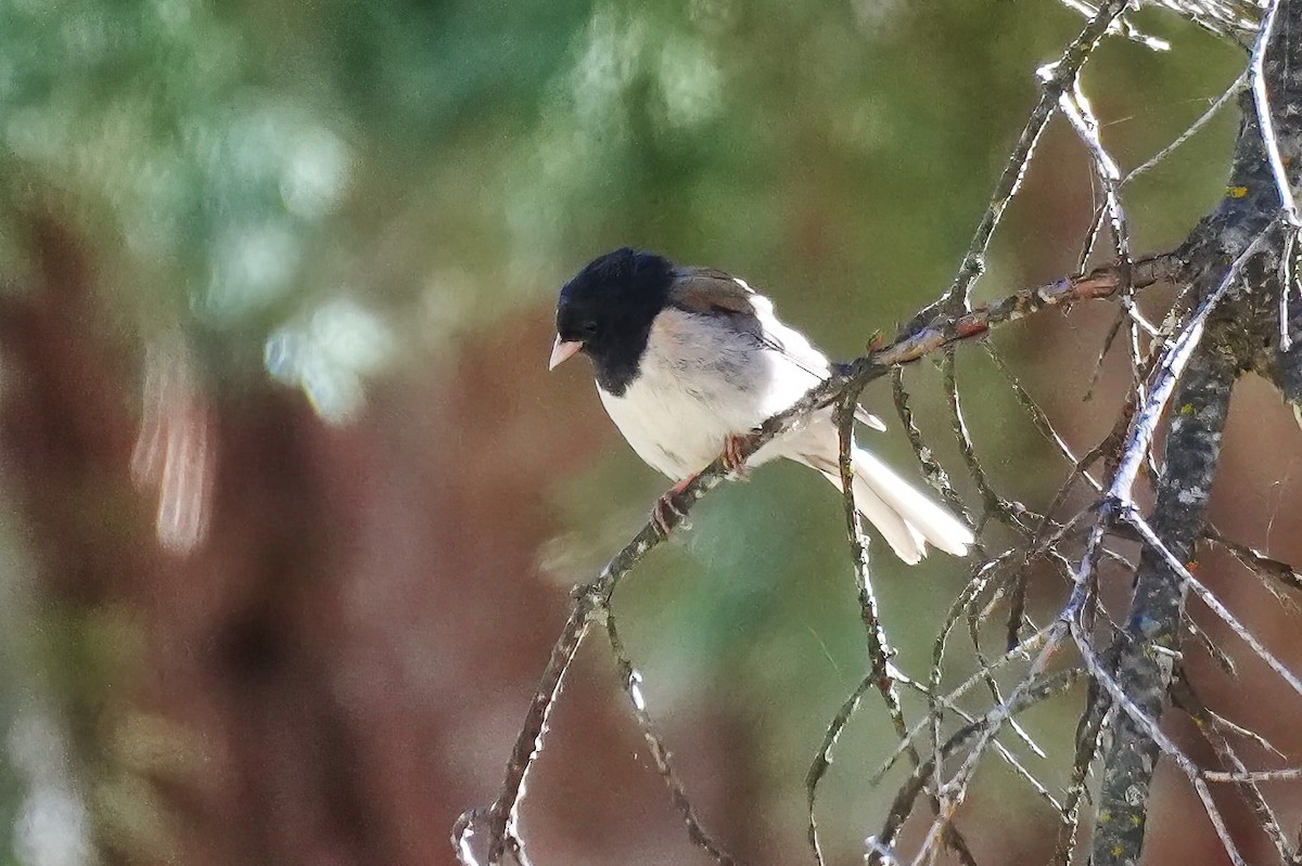 Dark-eyed Junco - ML638615732