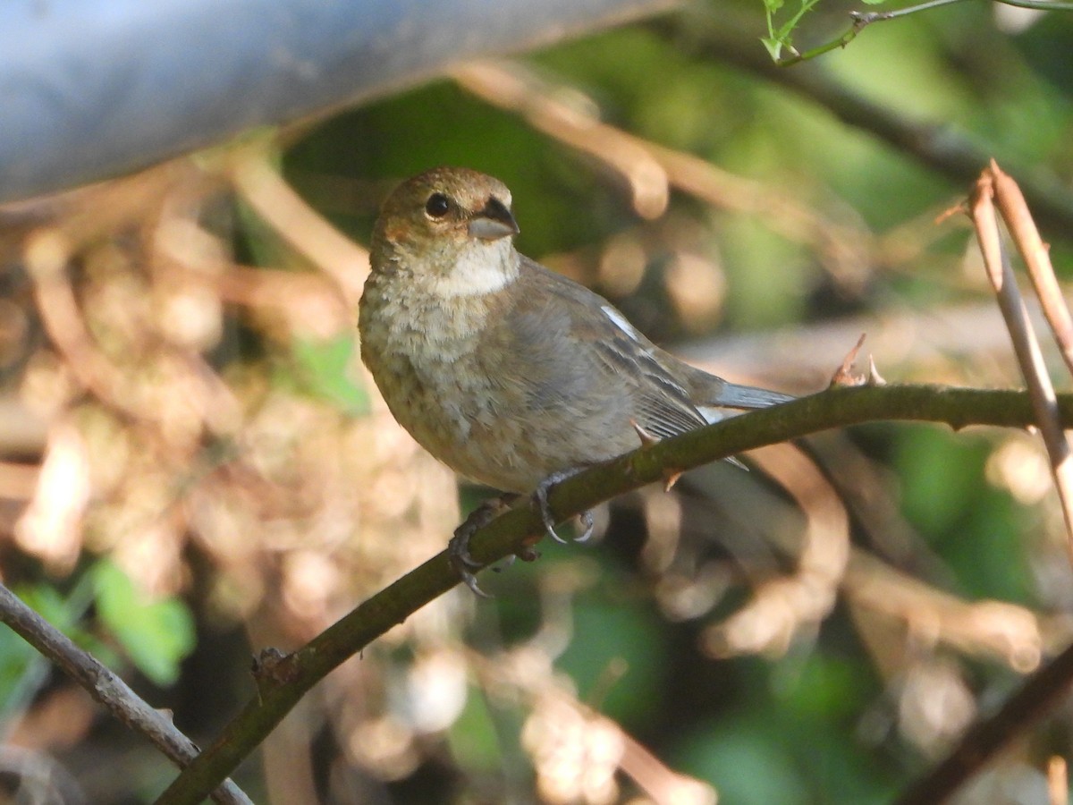 Indigo Bunting - ML638615748