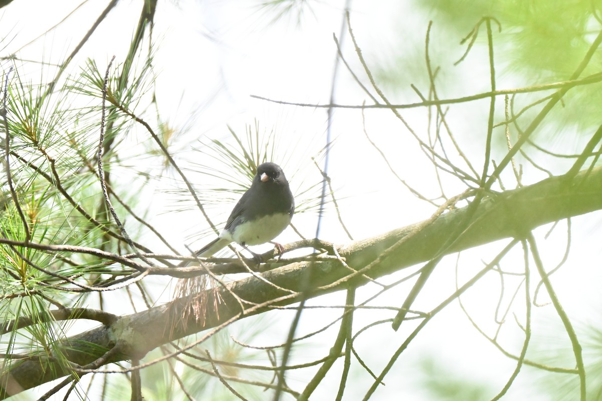 Dark-eyed Junco - ML638615791