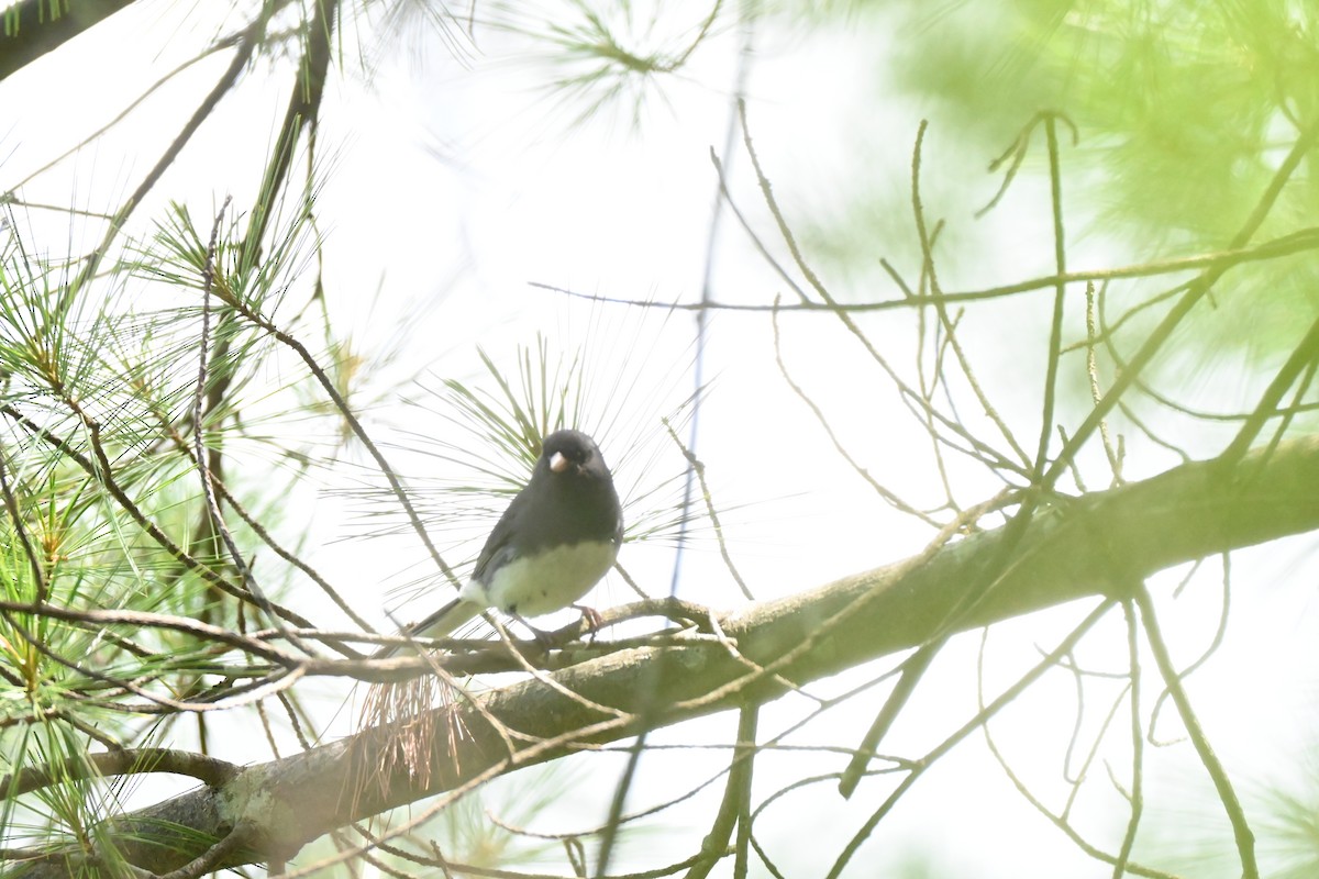 Dark-eyed Junco - ML638615792