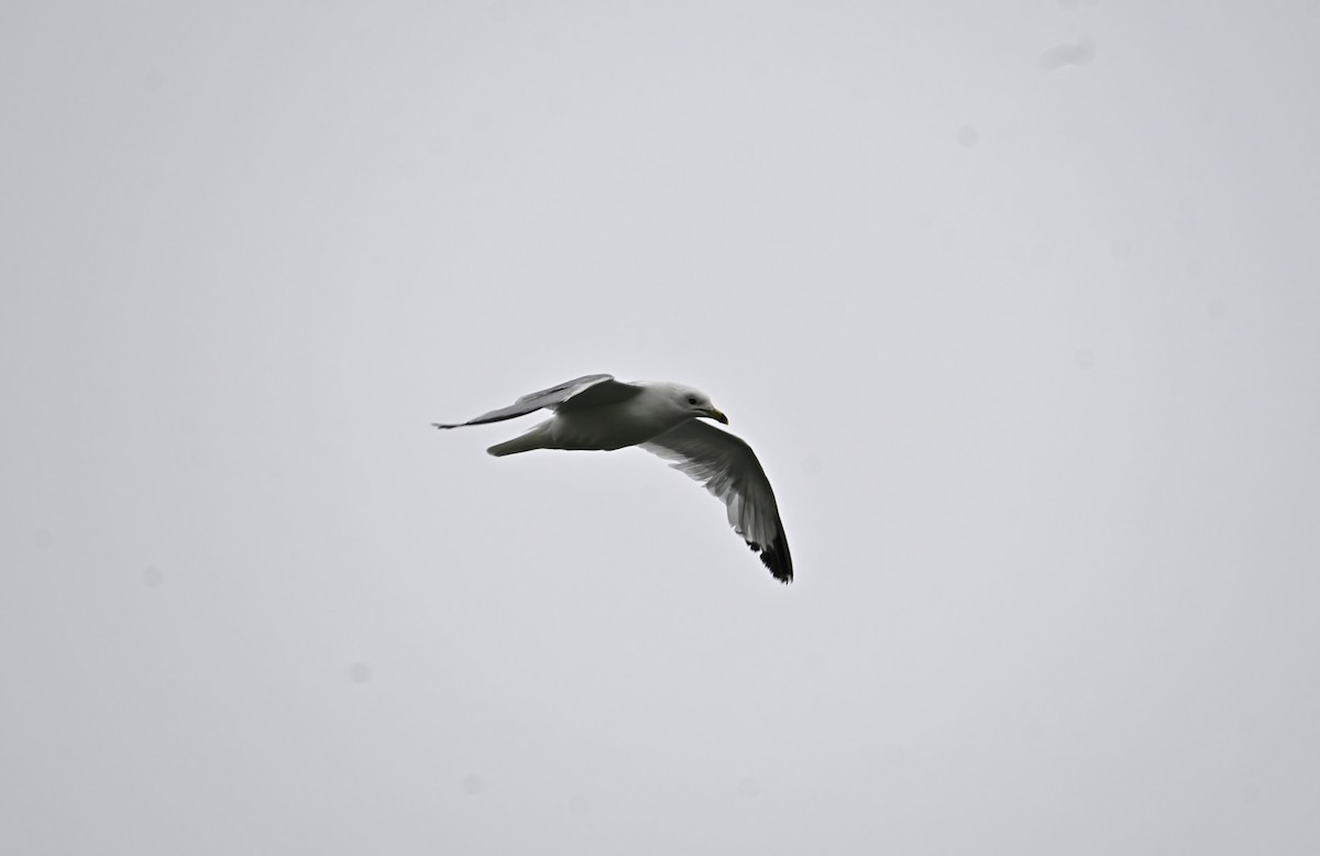 Ring-billed Gull - ML638615802
