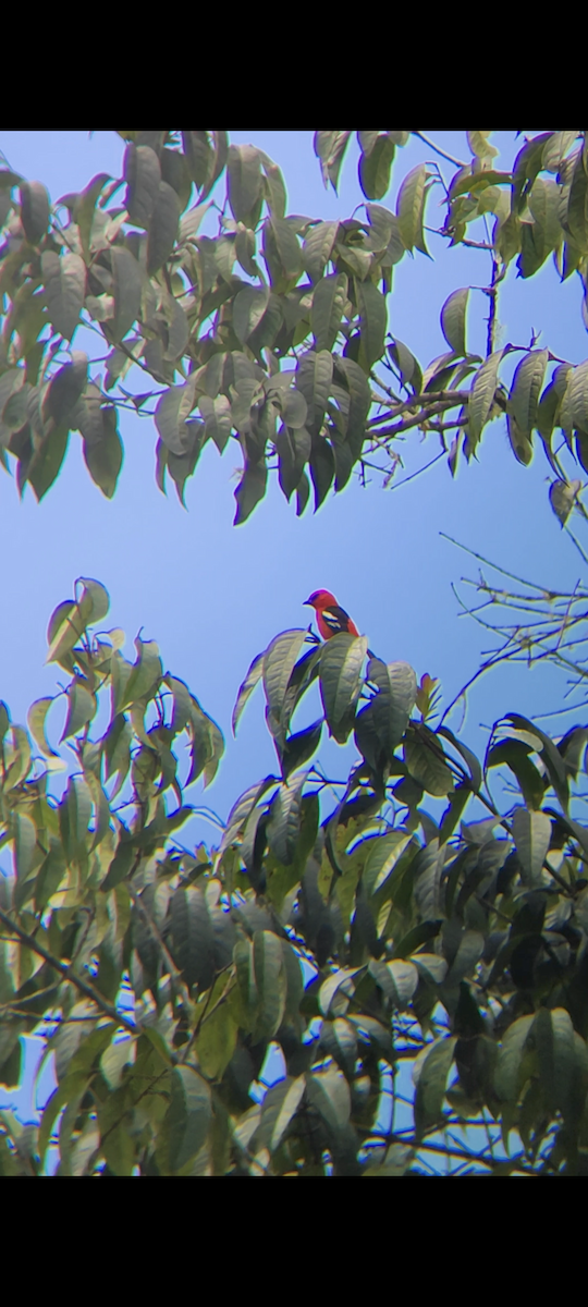 White-winged Tanager - ML638615810