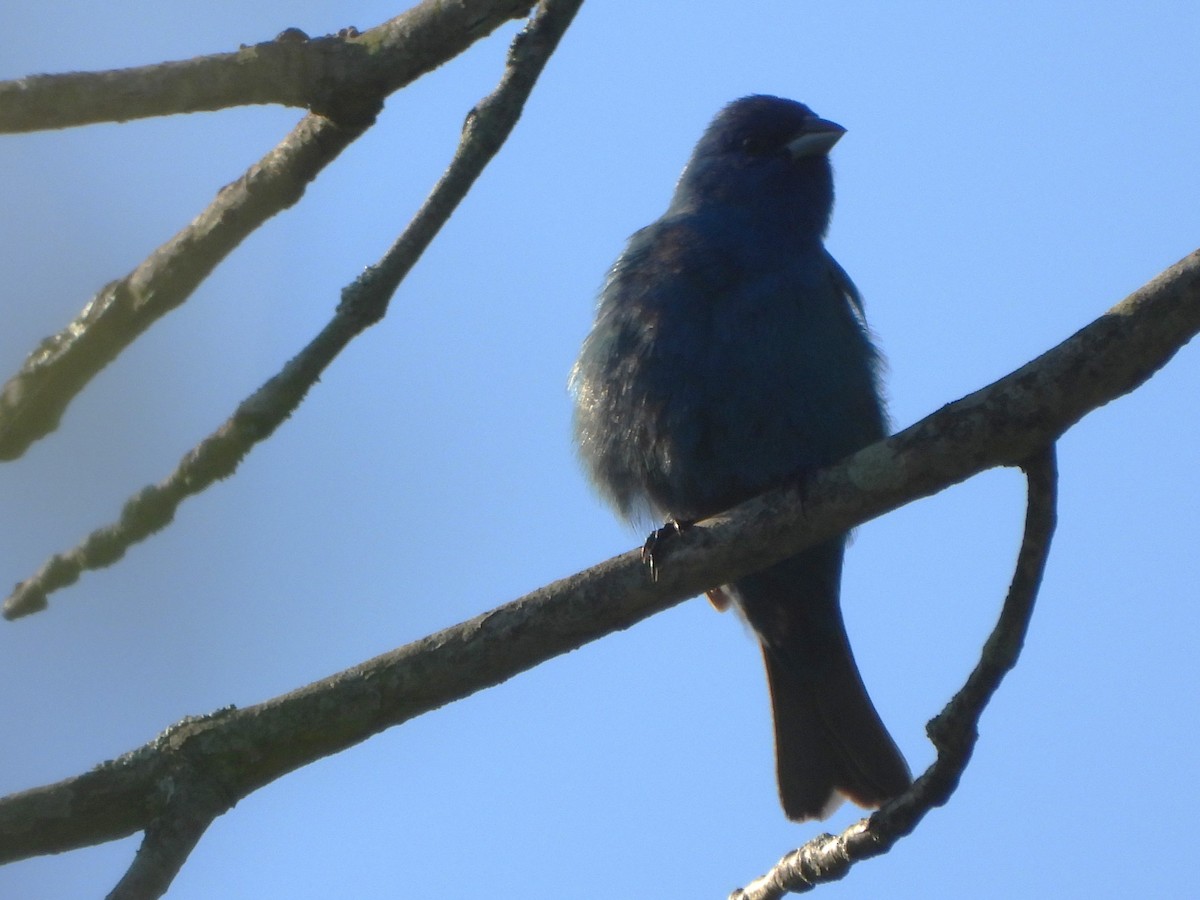 Indigo Bunting - ML638615819