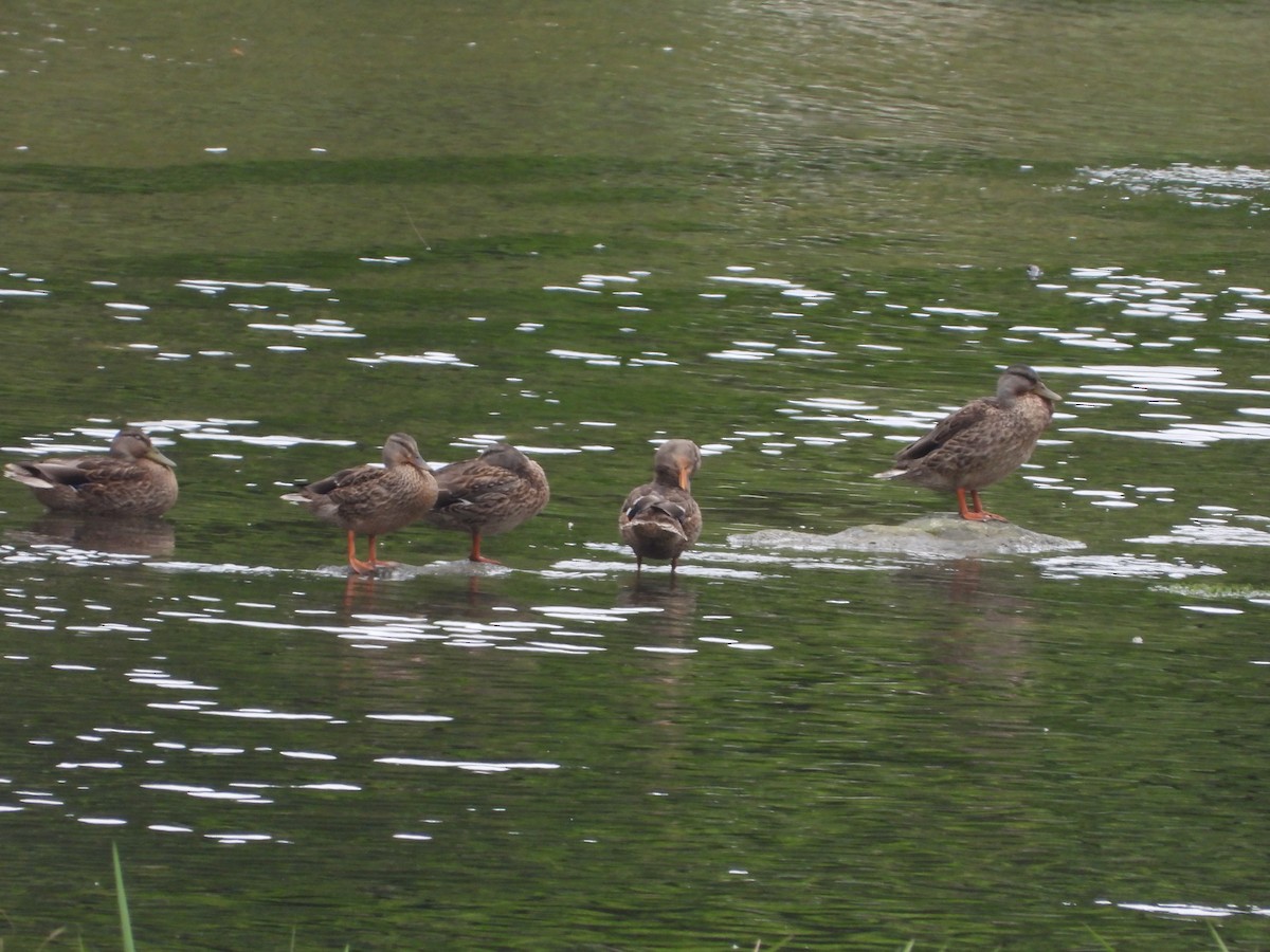 Mallard - ML638615834