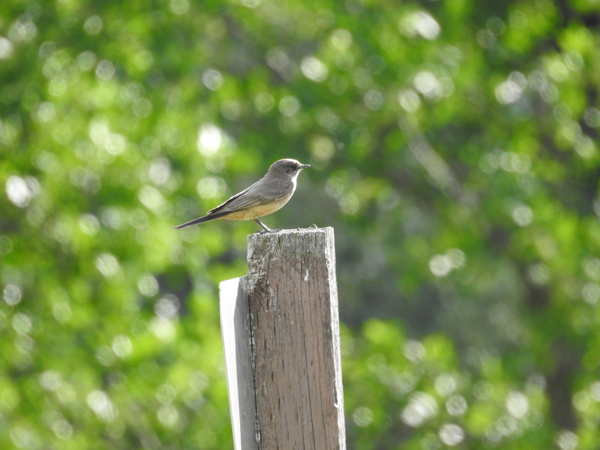 Say's Phoebe - ML638615854