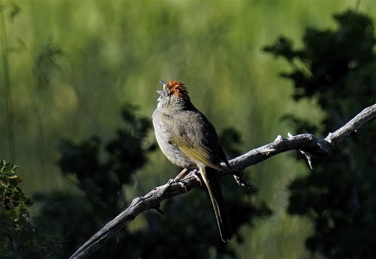 Green-tailed Towhee - ML638615862