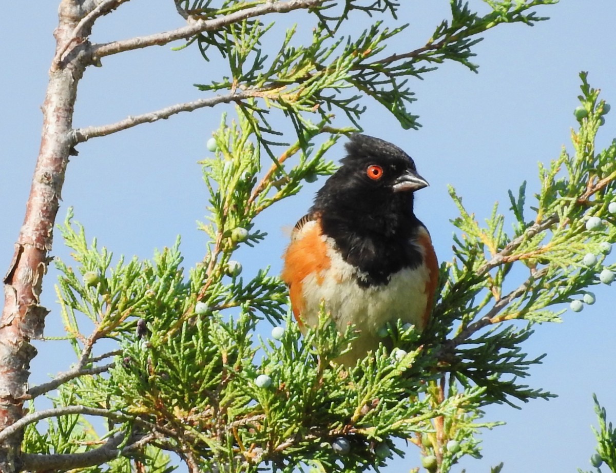 Spotted Towhee - ML638615863