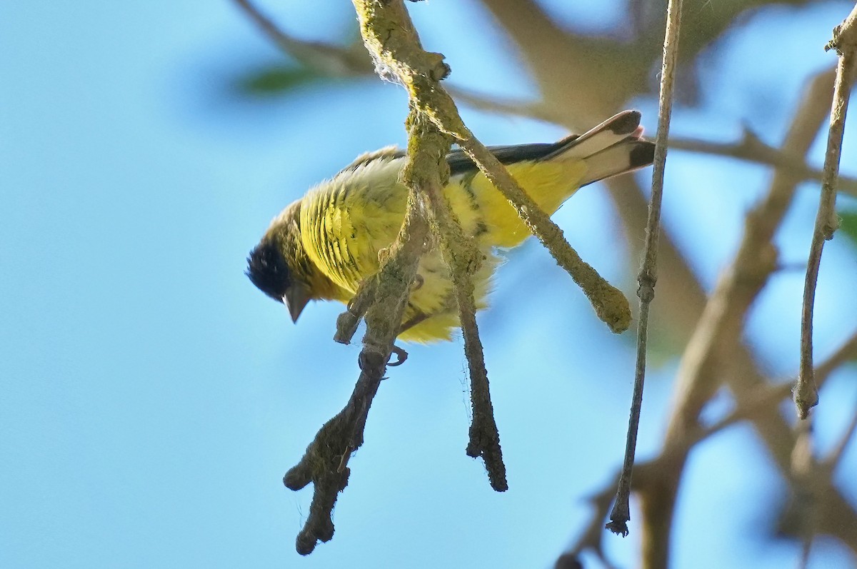 Lesser Goldfinch - ML638615866
