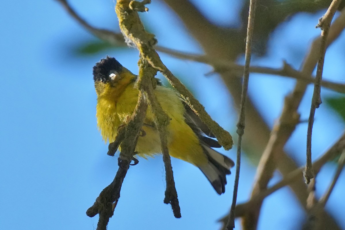 Lesser Goldfinch - ML638615867