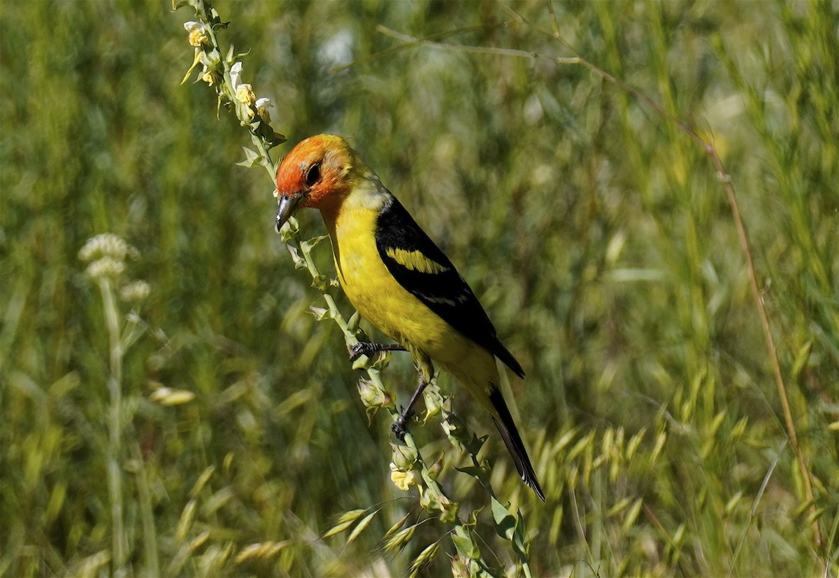 Western Tanager - ML638615875