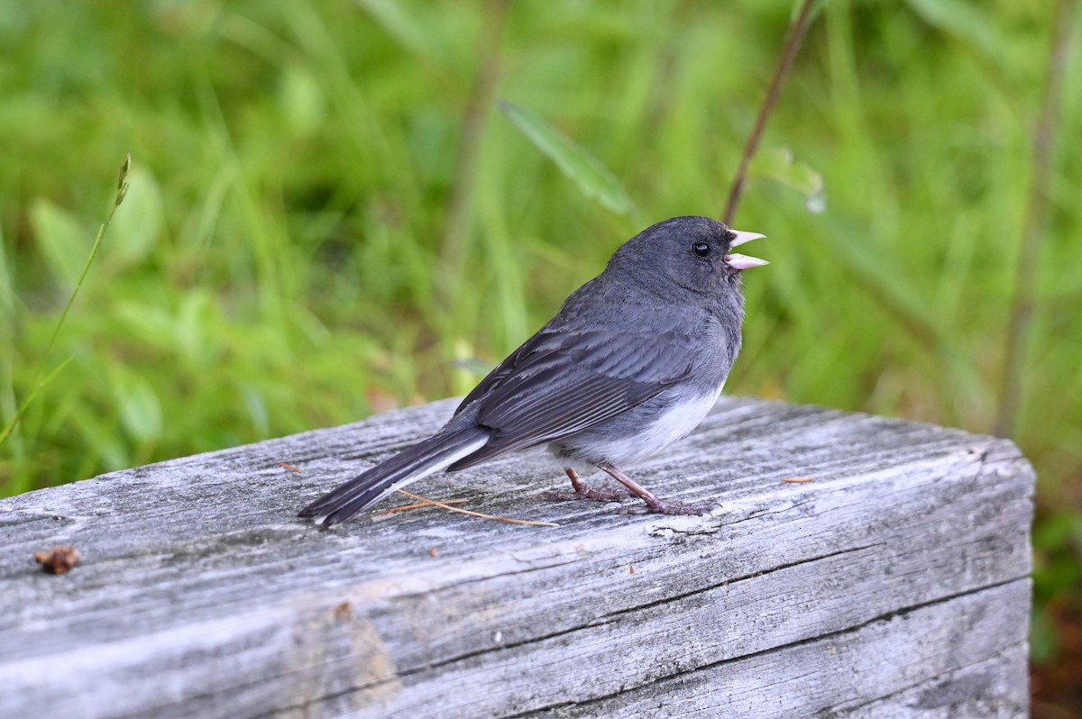 Dark-eyed Junco - ML638615883