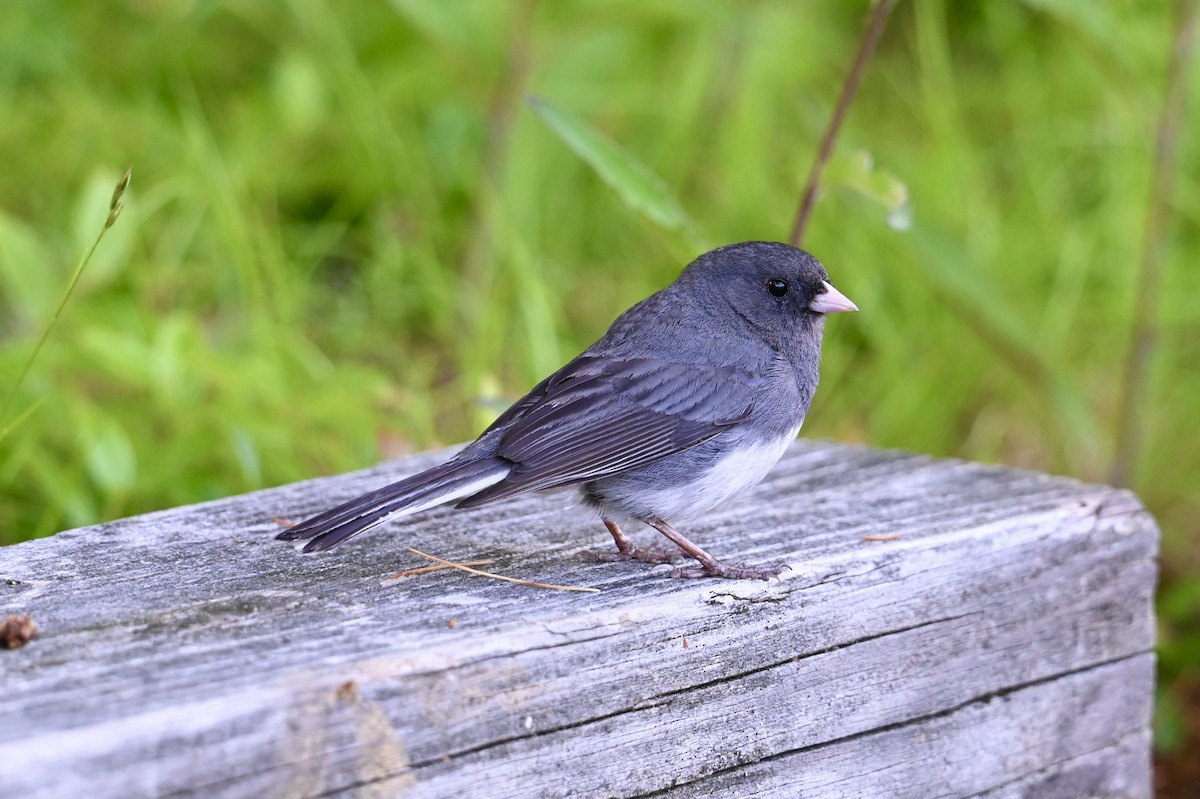 Dark-eyed Junco - ML638615884