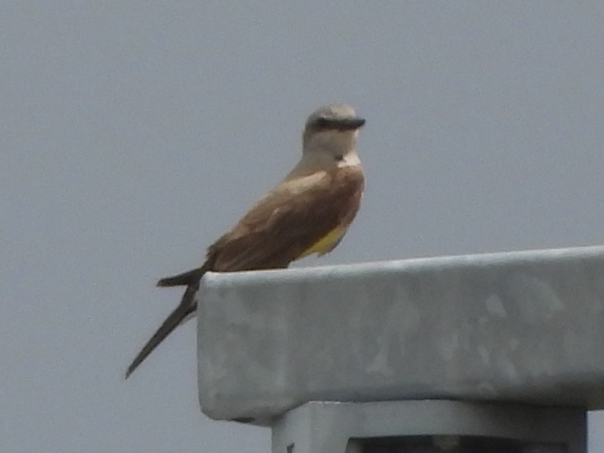 yellow-bellied kingbird sp. - ML638615904