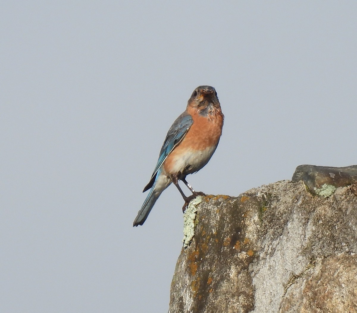 Eastern Bluebird - ML638615907