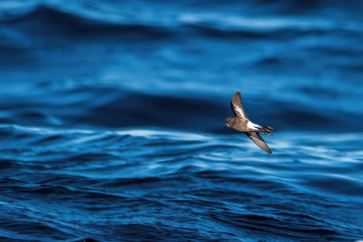 Pincoya Storm-Petrel - ML638615915