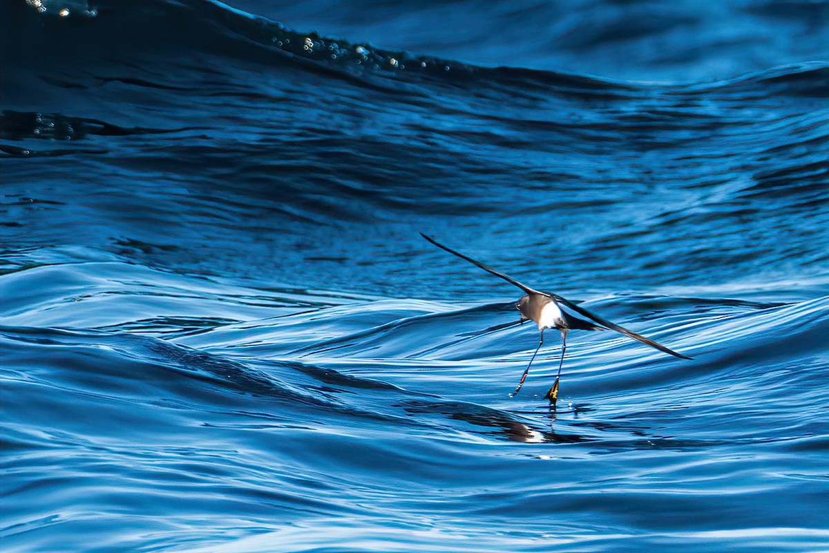 Pincoya Storm-Petrel - ML638615916