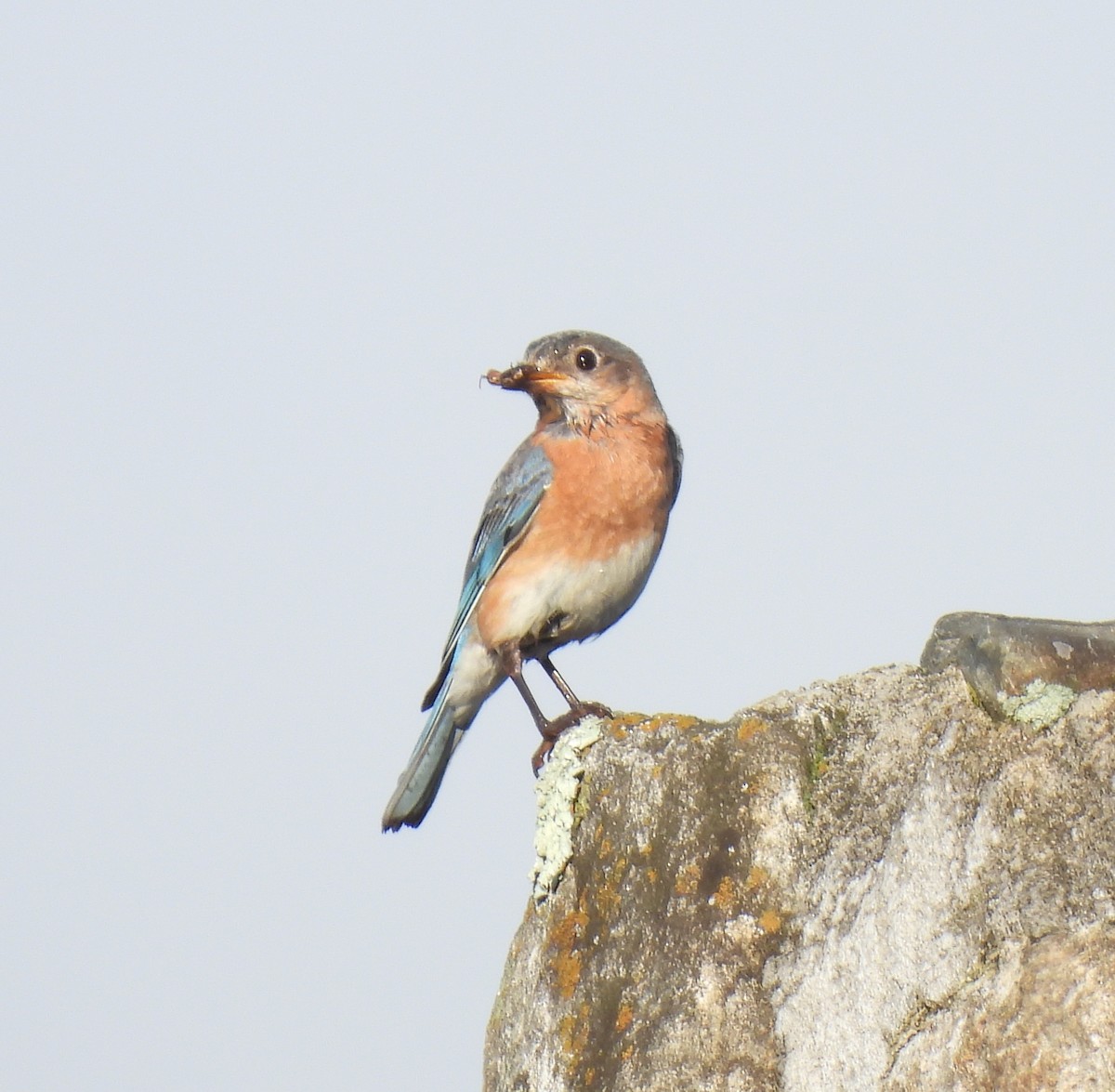 Eastern Bluebird - ML638615919