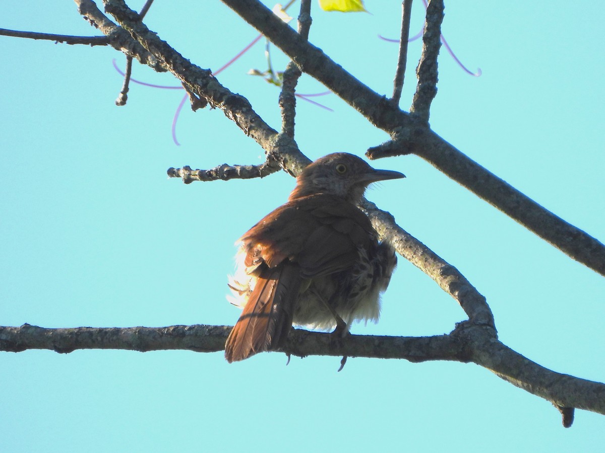 brunspottefugl - ML638615927