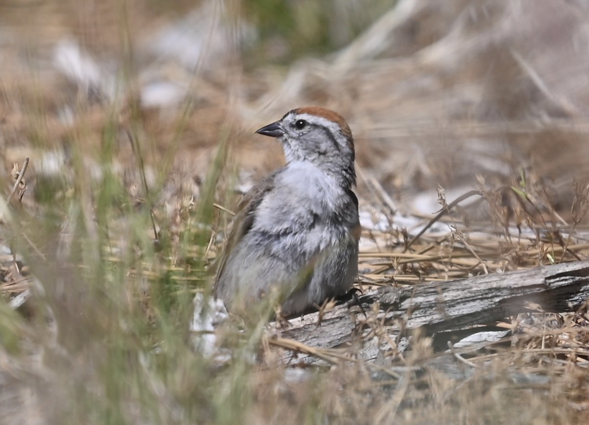 Chipping Sparrow - ML638615954
