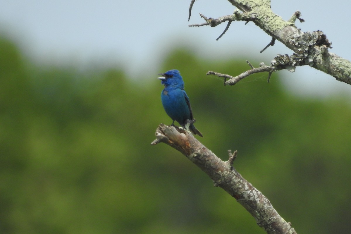 Indigo Bunting - ML638615958