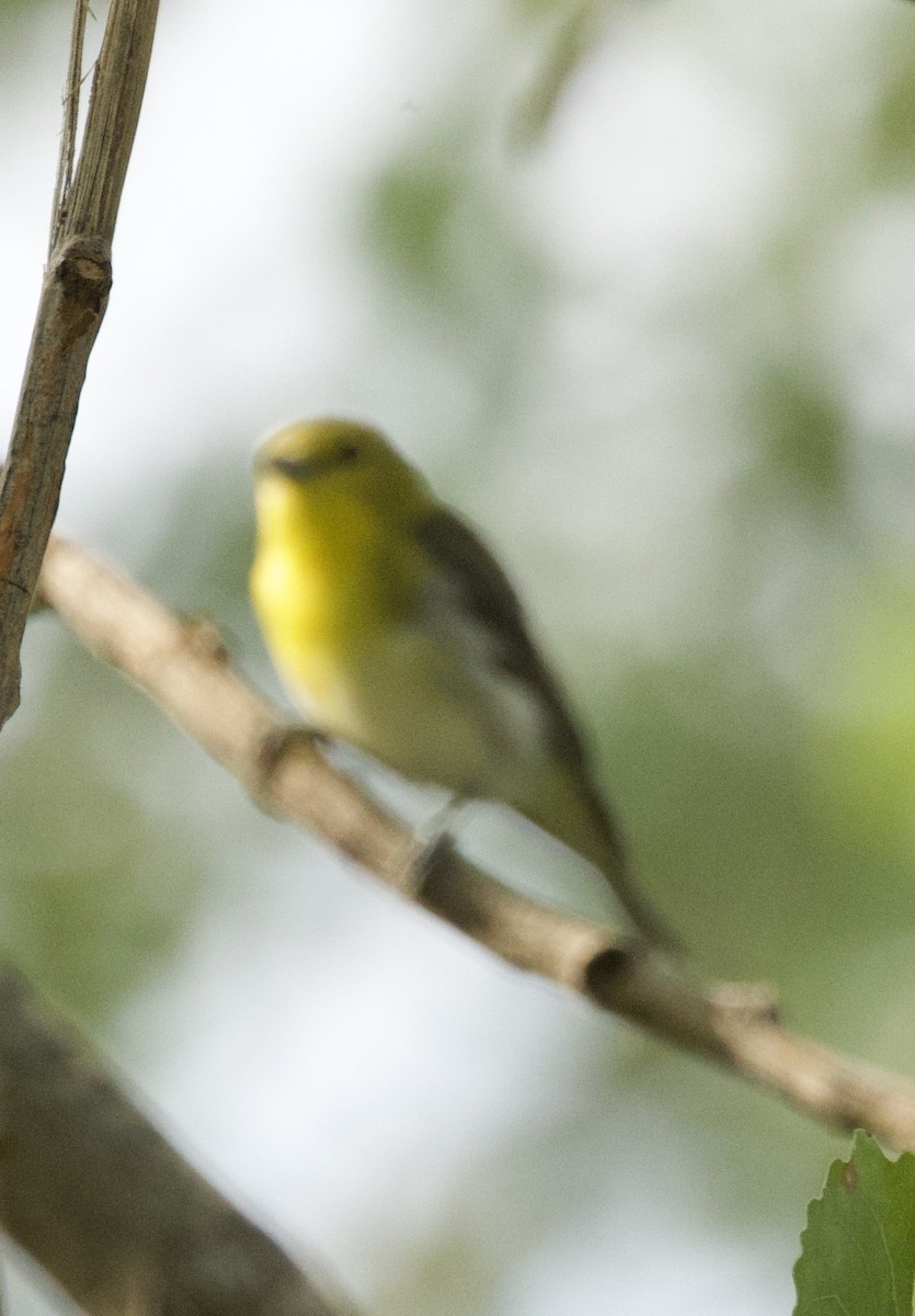 Yellow-throated Vireo - ML638615959