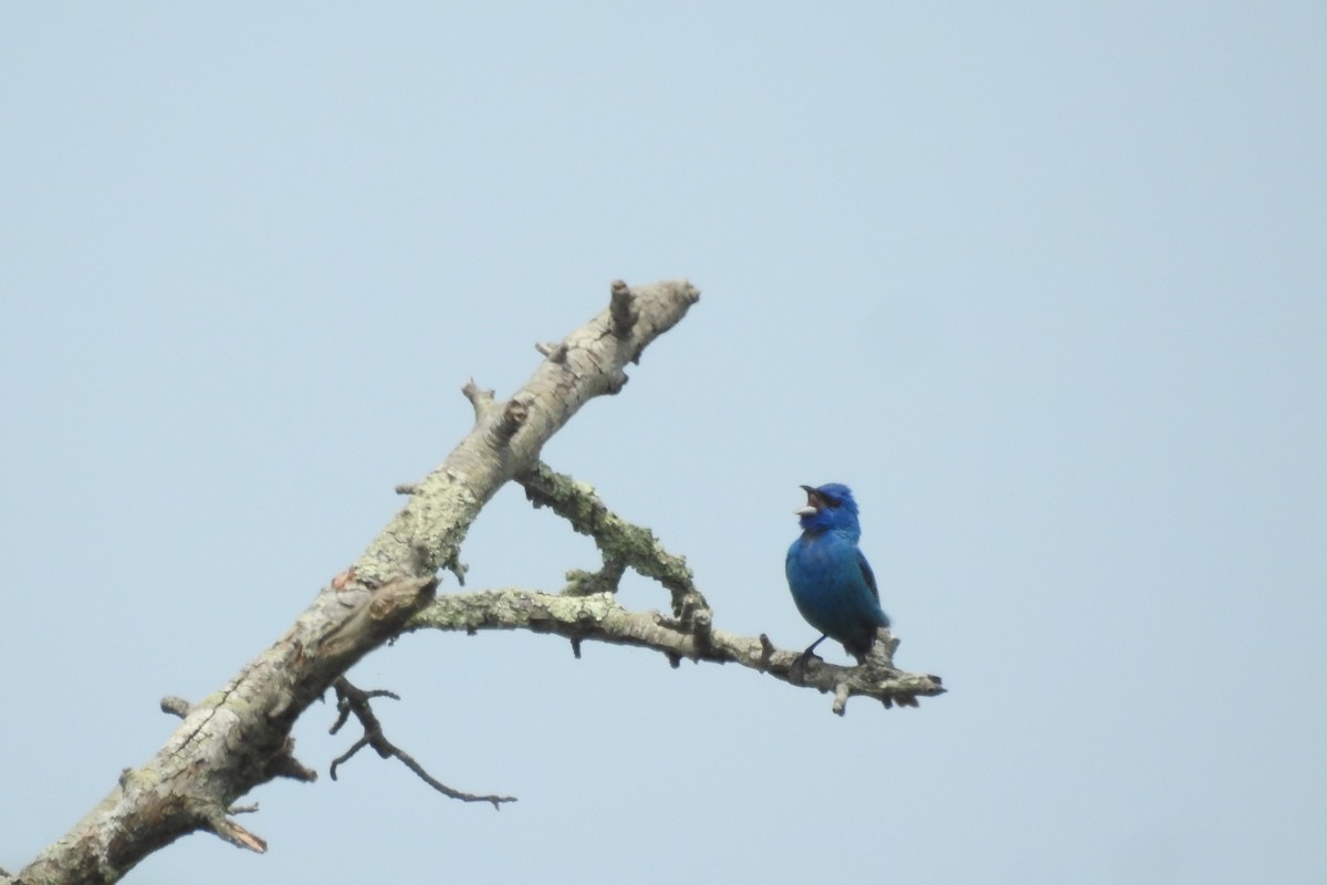 Indigo Bunting - ML638615966