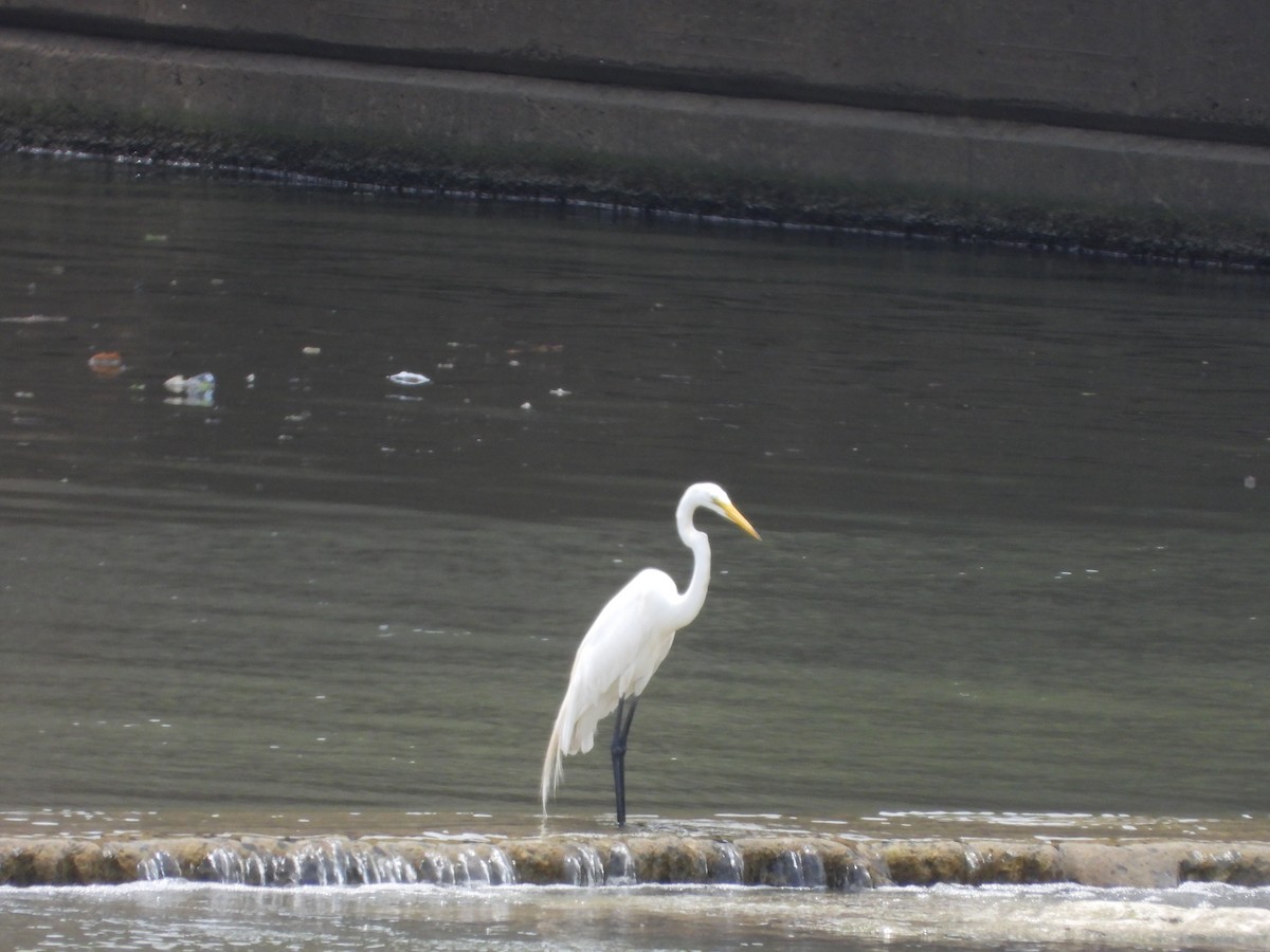 Great Egret - ML638615995