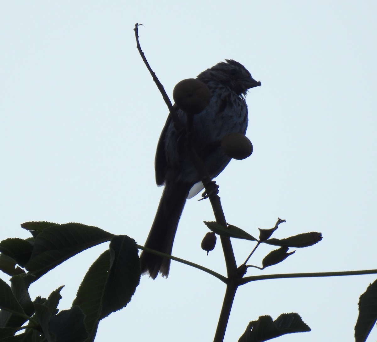 Song Sparrow - ML638615997