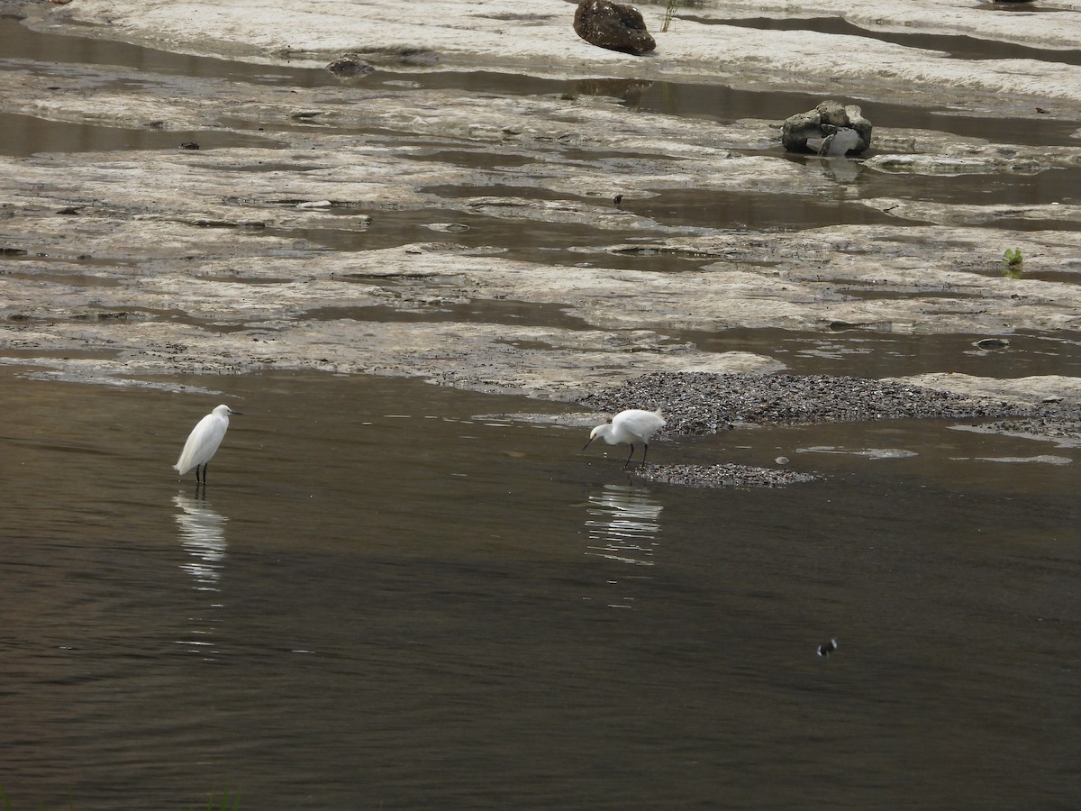 Snowy Egret - ML638616009