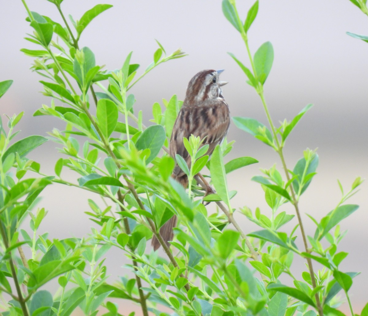 Song Sparrow - ML638616030