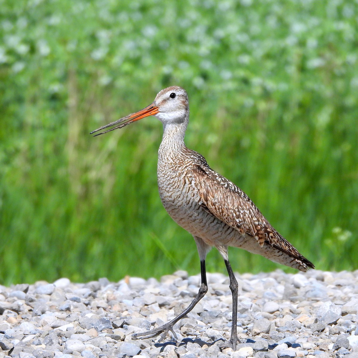 Marbled Godwit - ML638616038
